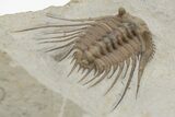 Spiny Trilobite (Kettneraspis) Fossil - Oklahoma #216688-4